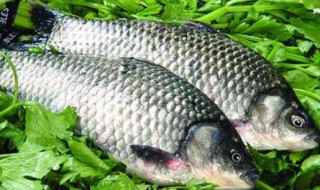 钓鲫鱼的最简单方法（钓鲫鱼的最简单方法视频）