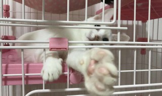 猫咪托运怎么解决吃饭 猫咪托运注意事项放食物么