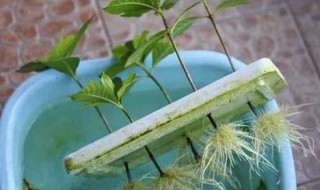 生根水的制作方法 植物生根水的制作方法