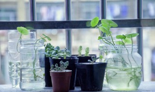 氨基酸对植物的功效与作用（氨基酸对植物的功效与作用图片）