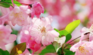 送老师送什么花 送老师送什么花比较适合