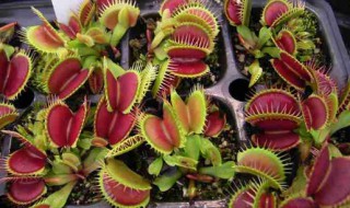 什么植物驱蚊效果好 花园种什么植物驱蚊效果好