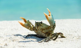 海蟹怎么保存新鲜 海螃蟹如何保存最新鲜