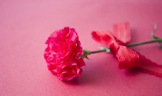 教师节可以送些什么花（教师节应该送什么花好）