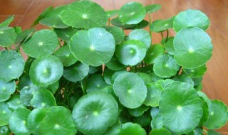 金钱草泡水喝的禁忌（金钱草泡水喝的禁忌功效副作用）