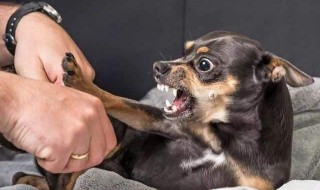 儿童被狗咬了怎么处理（儿童被小狗咬了怎么办）