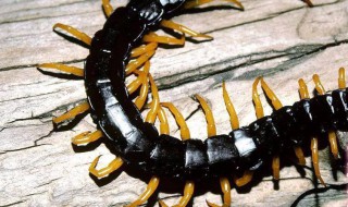 被蜈蚣咬了怎么处理 被蜈蚣咬伤怎么办