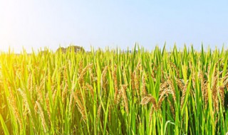 农作物有哪些（农作物有哪些?）