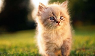 猫绝育的好处（猫咪做绝育的最佳时间）