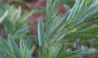 用艾草泡脚有什么好处（女性用艾草泡脚有什么好处）