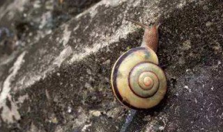 雨后蜗牛为什么爬到水泥墙上（雨后有时会看到不少蜗牛爬到水泥墙上,是在做什么）
