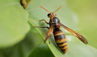 被马蜂咬了怎么处理 被马蜂咬了怎么处理,心里有点发慌