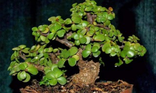 金枝玉叶花的养殖方法和注意事项（金枝玉叶花的养殖方法和注意事项视频）