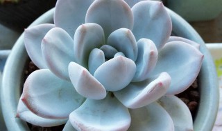 多肉怎么养的 怎么养多肉植物 新手