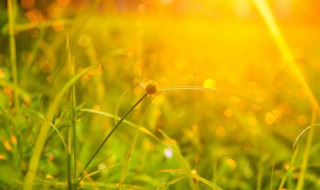 伏天2020时间表多少天 伏天一共多少天2020