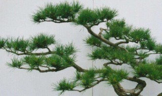 十大盆景名贵树种排名（中国十大盆景树种排名）