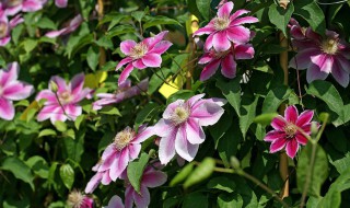 必买铁线莲十大品种（必买铁线莲十大品种大河）