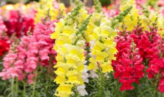 金鱼草的养殖方法和注意事项 鱼缸金鱼草的养殖方法和注意事项