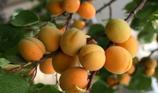 杏子的作用和功效（杏子的作用和功效是什么）