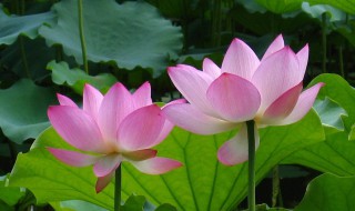 莲花和荷花一样吗（荷花和莲花的区别图片）