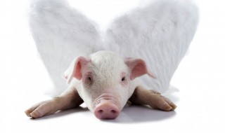 家禽和家畜的区别 家禽和家畜的区别是什么动物