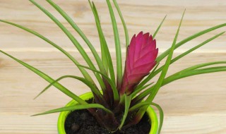 铁兰的养殖方法和注意事项 对兰的养殖方法和注意事项