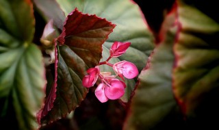 竹节海棠的养殖方法和注意事项（竹节海棠花的养殖方法和注意事项）