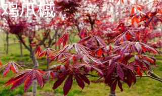 鸡爪槭和红枫的区别（红枫）