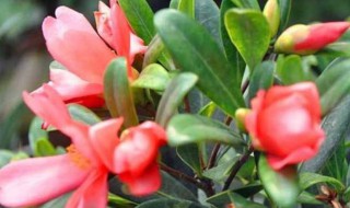 四季茶花的养殖方法和注意事项（茶花用什么肥料好）