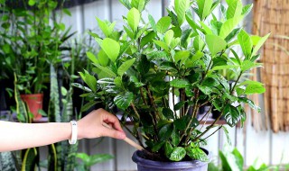 富贵树的养殖方法和注意事项（发财树的养殖方法和浇水）