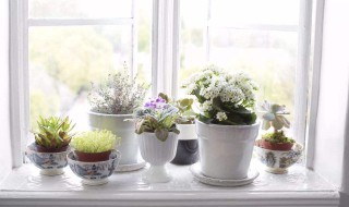 卧室里放什么植物比较好（卧室适合养什么植物对身体好）