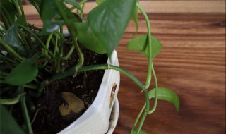 绿萝用什么土比较好养 土养绿萝怎么养才能更旺盛