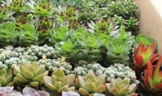 多肉秋天怎么养才能长得快（多肉秋天怎么养才能长得快呢）