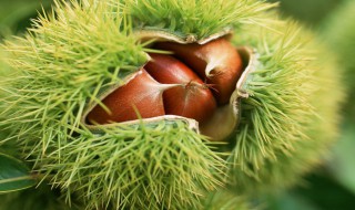 生板栗怎么去皮最快（如何剥生栗子壳最简单）