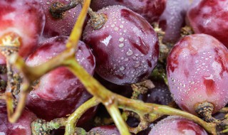 提子的保存最佳方法 提子的保存最佳方法视频