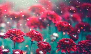 鲜花保存方法小妙招 怎样给鲜花保鲜的方法