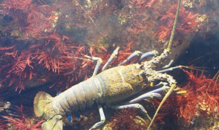 保存活虾的最好方法（保存活虾的最好方法是）