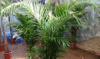 夏天养什么绿植比较好室内 夏天养什么绿植比较好室内还是室外