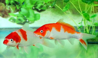 养什么样的鱼比较好 养什么样的鱼比较好养活