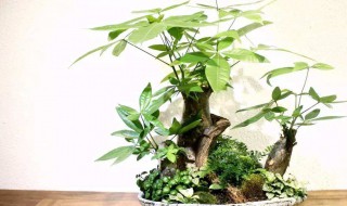 发财树什么时候扦插比较好（发财树什么时候扦插比较好活）