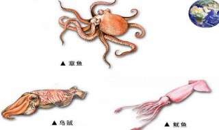 八爪鱼和鱿鱼的区别 八爪鱼和鱿鱼的区别图片