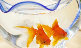 七彩鱼缸背景什么颜色比较好（七彩鱼缸背景什么颜色比较好看）