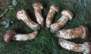 新鲜松茸怎么保存（松茸新鲜松茸的食用方法）