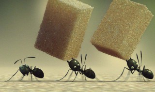家里有蚂蚁怎么办能除根吗（家里有蚂蚁怎么办能除根吗视频）