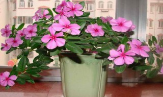 四季梅的养殖方法和注意事项 四季梅叶子发黄掉叶子怎么办