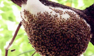 马蜂窝怎么处理最安全（马蜂窝的功效与作用）