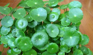 铜钱草水培怎么养爆盆（铜钱草怎么养）