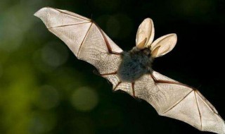 蝙蝠飞到家里怎么驱赶 蝙蝠飞过的房间有毒吗?
