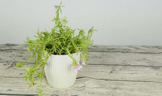 太阳花怎么养（太阳花的养殖方法和注意事项）