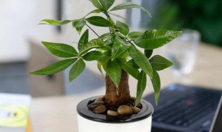 发财树叶子发黄了怎么办 发财树叶子发黄了怎么办好